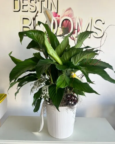 Peace Lilly Blooming Plant - in Destin, FL