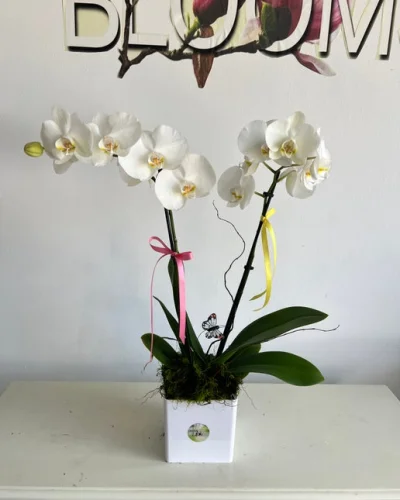 Blooming Orchid - in Destin, FL